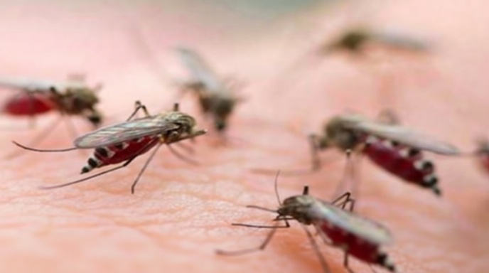 ঢাকা শহরে মশার বংশবিস্তার ও উপদ্রব বৃদ্ধি