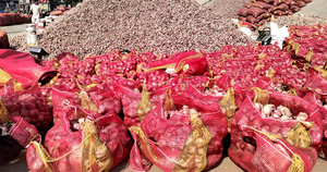 ভাঙ্গা উপজেলার বিস্তীর্ণ মাঠে পেঁয়াজ তোলা হচ্ছে