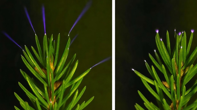 গাছের চূড়ায় নীল আলোর করোনা ঝলক