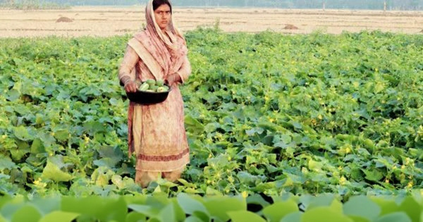 দিনাজপুরে রমজানে খিরার দামে রেকর্ড, কৃষকের মুখে হাসির ঝিলিক