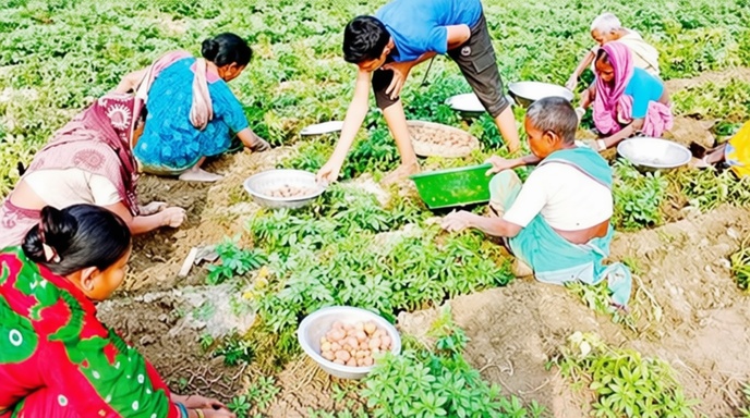 দিনাজপুরের আলু চাষি সংকট