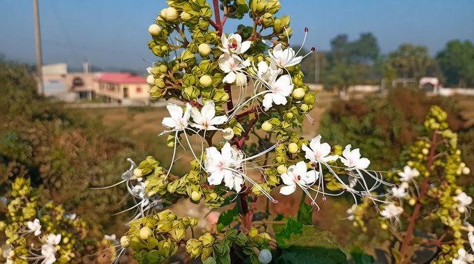 কুমিল্লার ব্রাহ্মণপাড়ায় বসন্তের আগমনী বার্তা নিয়ে ফুটেছে বুনো 'ভাঁট' ফুল।