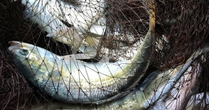 মেঘনা নদীতে নৌ-পুলিশের টহল